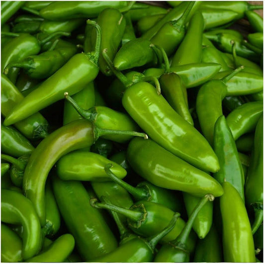 Organic Jalapeno Hot Pepper Seed