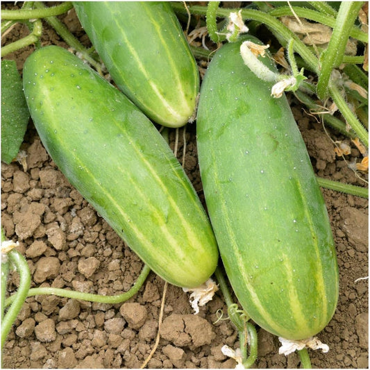 Organic Poinsett Cucumber