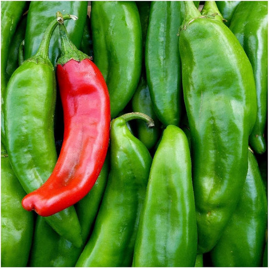 Anaheim Chile Hot Pepper