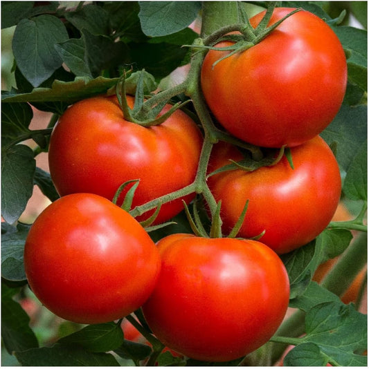 Heirloom Beefsteak tomato Seeds